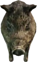 A C Boar