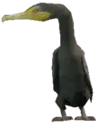 A C Cormorant