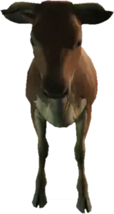 A C Cow