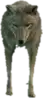A C Coyote