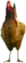 A C Hen — FiveM ped model preview