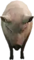 A C Pig — FiveM ped model preview