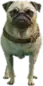 A C Pug — FiveM ped model preview