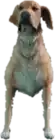A C Retriever — FiveM ped model preview