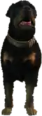 A C Rottweiler — FiveM ped model preview